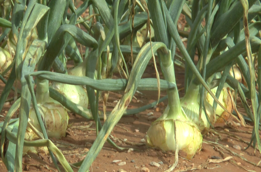 La Unió denuncia l’increment dels preus dels fertilitzants nitrogenats