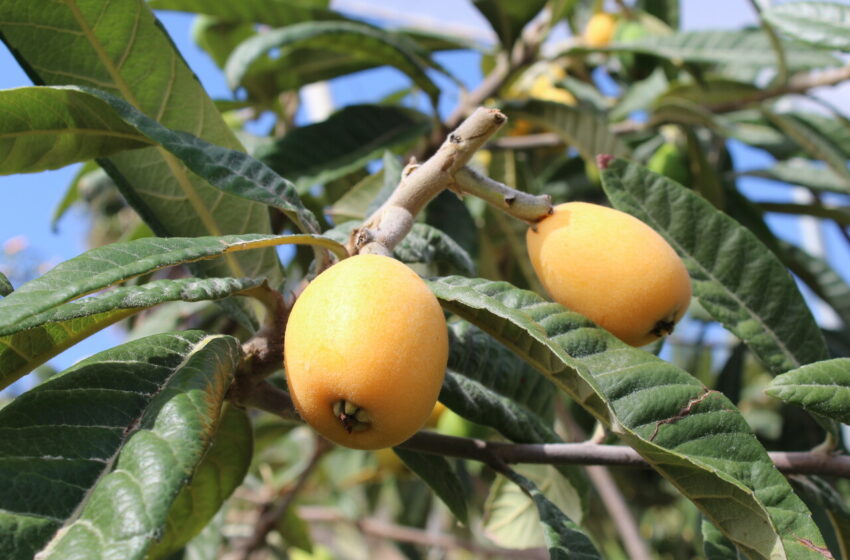 La UNIÓ sol·licita un mòdul fiscal permanent del 20% per al cultiu del nispro per l’augment de costos