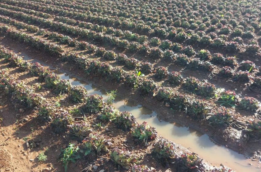  LA UNIÓ denuncia que la Conselleria d’Agricultura deixa fora del llistat d’ajudes per la dana al 35% de les localitats afectades