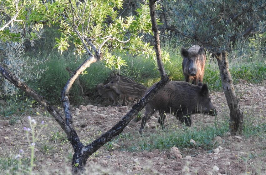  AVA-ASAJA demana als ajuntaments que actuen ja contra la sobrepoblació de jabalins aprofitant les ajudes de la Generalitat