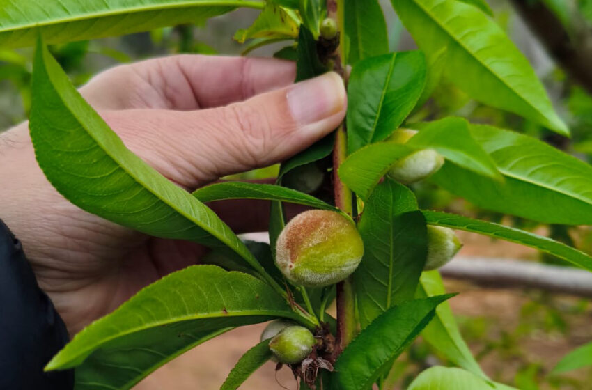 AVA-ASAJA sol·licita ajudes per als afectats per la DANA que no podran regar fruites de pinyol