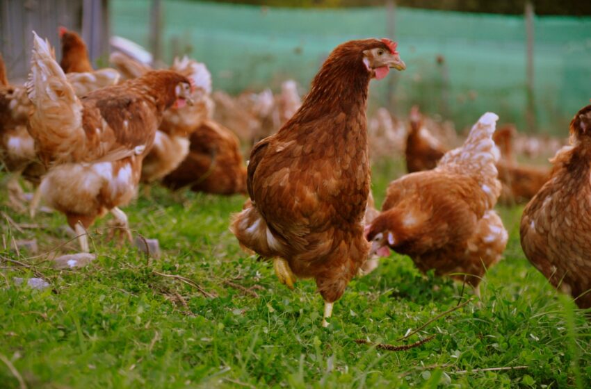 Agricultura activa ajudes de 850.000 euros per a lluitar contra la salmonel·losi en avicultura