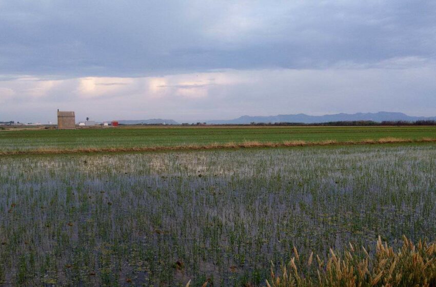 El Ministeri d’Agricultura publica el llistat de 107 arrossers de València beneficiaris de les ajudes per la DANA
