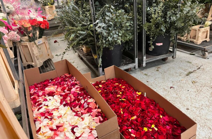  Preparades 20 caixes de pètals de rosa valenciana a la Casa Vestuari per al Trasllat de la Mare de Déu