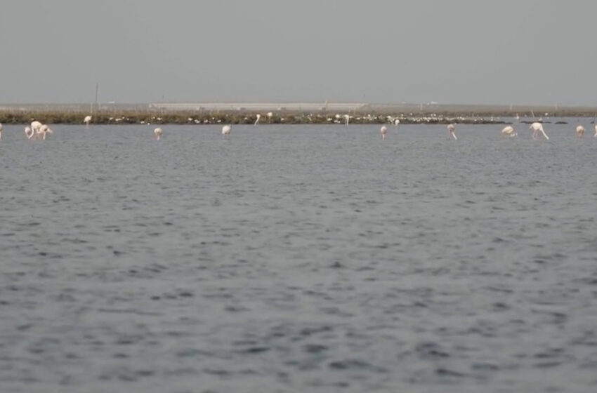 La candidatura de l’Albufera com a Reserva de la Biosfera, en l’aire per manca de garanties ambientals