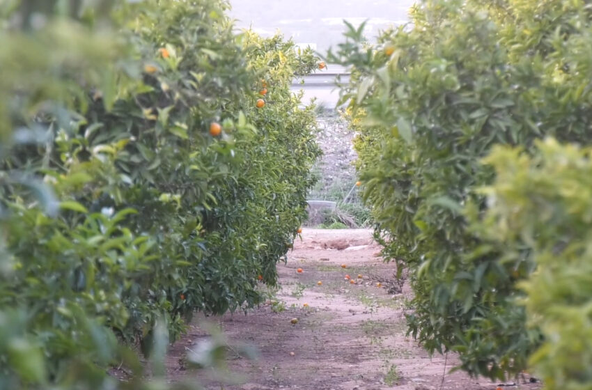 AVA – ASAJA reclama ajudes directes per als agricultors que s’han quedat fora amb l’eliminació de l’extensió de garanties de cítrics