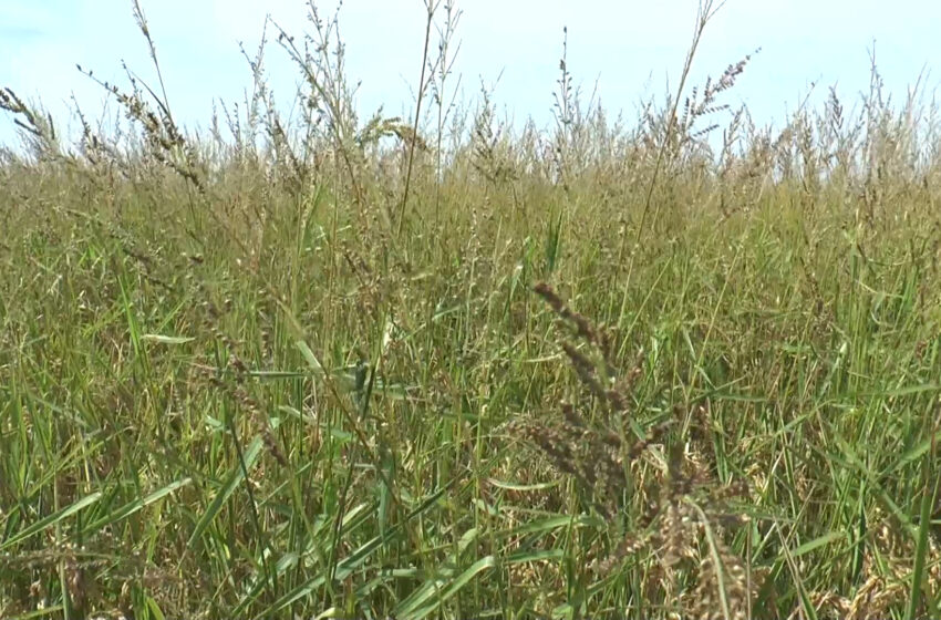  La Unió assenyala que la collita de cereals valenciana torna a la normalitat però amb preus baixos per als llauradors