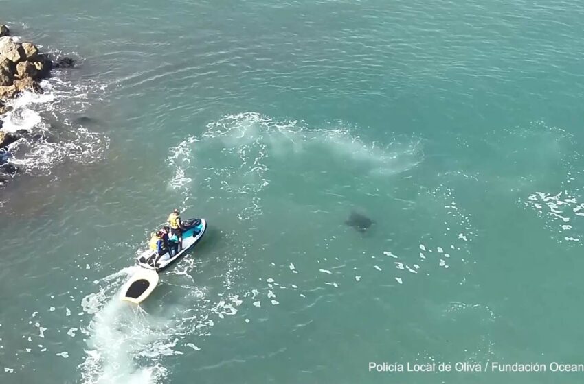 Especialistes investiguen l’augment d’encallaments de mantes al Mediterrani