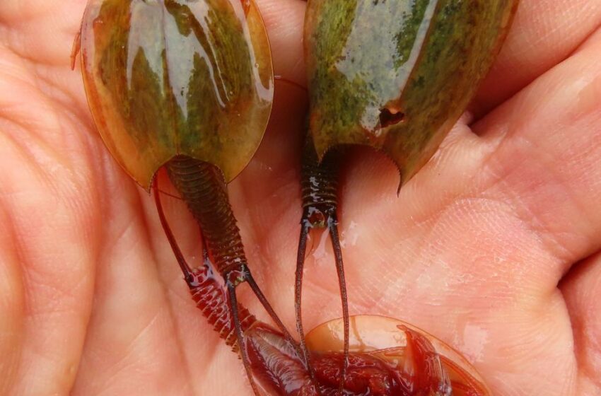 Medi Ambient verifica la producció de més de 38.000 ous de Triops cancriformis en 2024