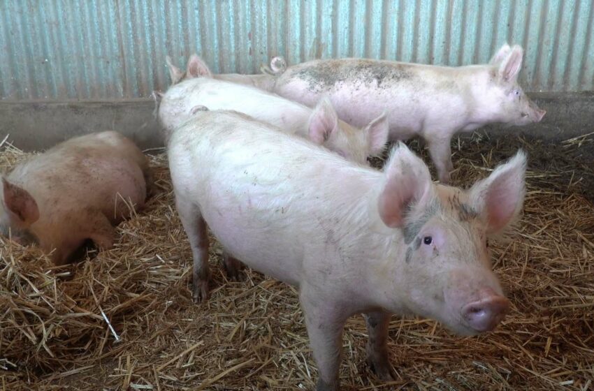 La Unió alerta de greus pèrdues en el sector ramader per l’apagada massiva