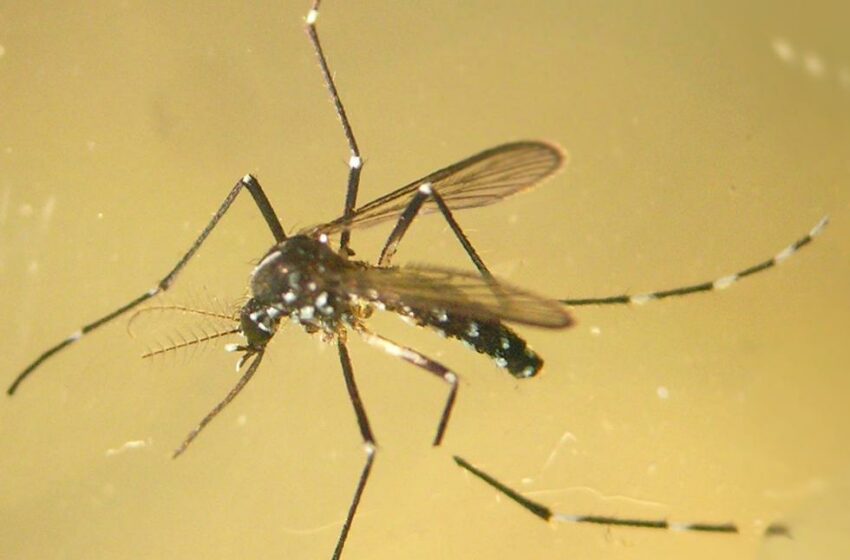  Sanitat destina 350.000 euros per a combatre el mosquit tigre i altres vectors de risc sanitari