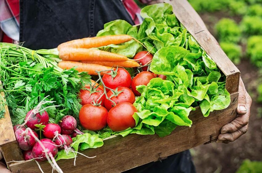 Agricultura destina prop de 800.000 euros a les ajudes per a la certificació ecològica a la Comunitat Valenciana