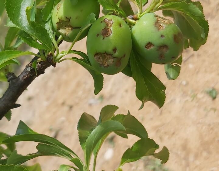  AVA-ASAJA demana ajudes directes per als agricultors afectats pel pedrisco i excloses del segur agrari