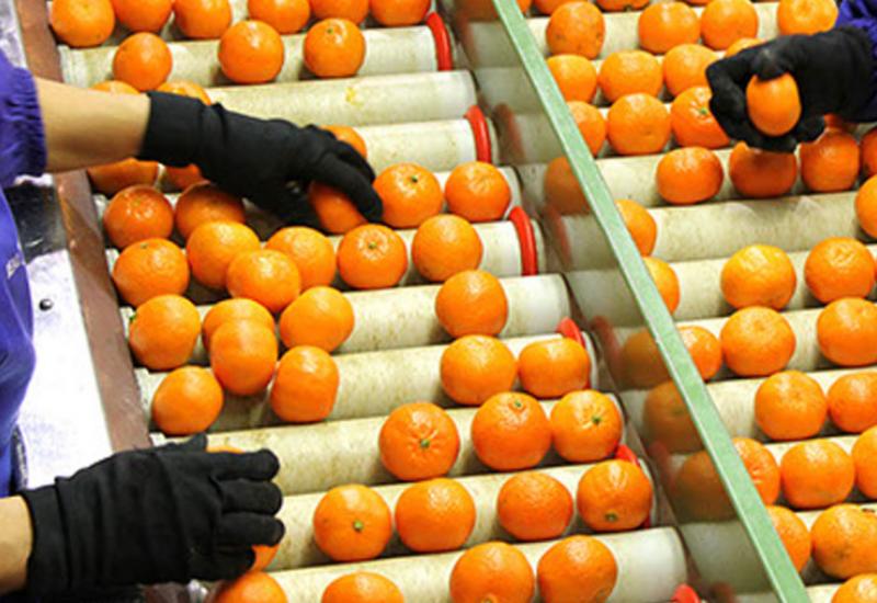 El Consell aprova 10 milions per ajudar empreses agroalimentàries afectades per la Dana