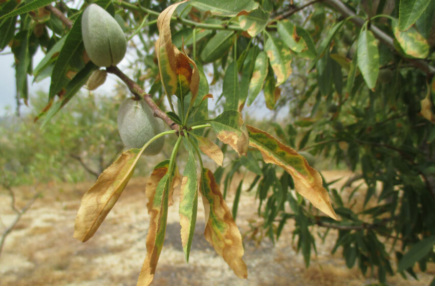 500.000 euros en ajudes per a l’erradicació i control de la bactèria Xylella fastidiosa