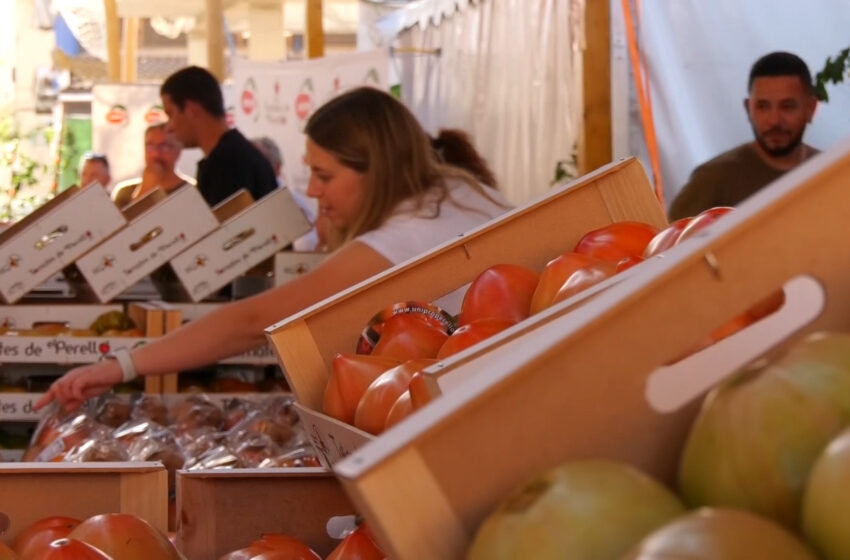 Els germans Monrabal impulsen la producció de tomaca hidropònica en hivernacle