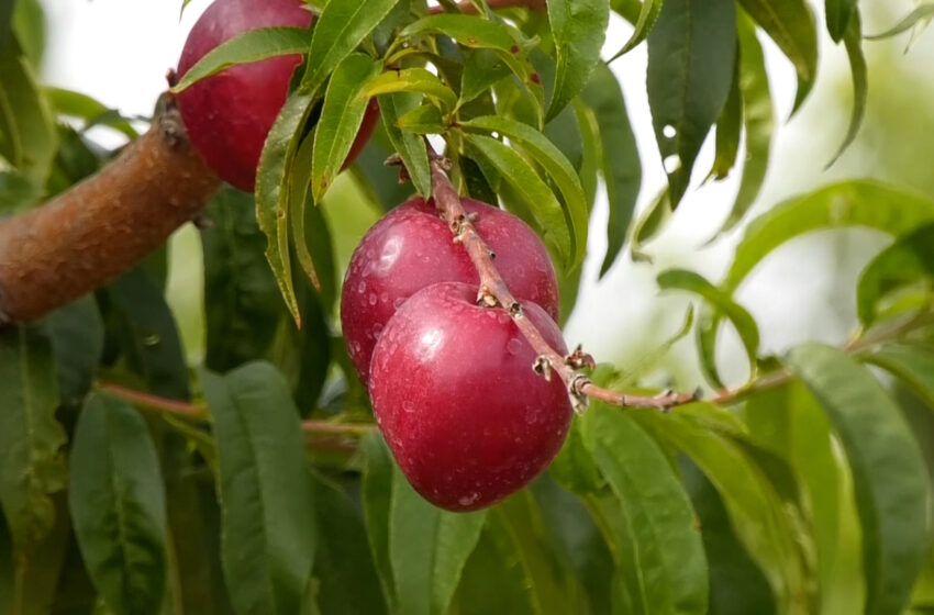  La campanya ‘Buenas Hasta el Hueso’ celebra una tercera edició marcada per l’èxit de les dos anteriors