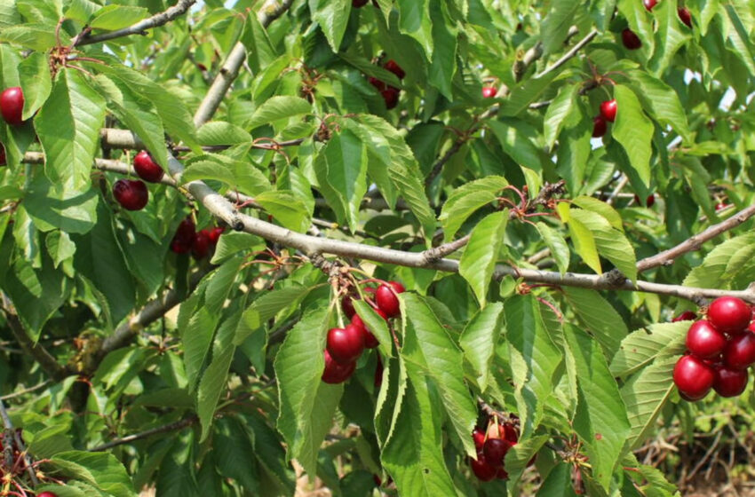  Les pluges redueixen la collita de cirera de la Comunitat Valenciana