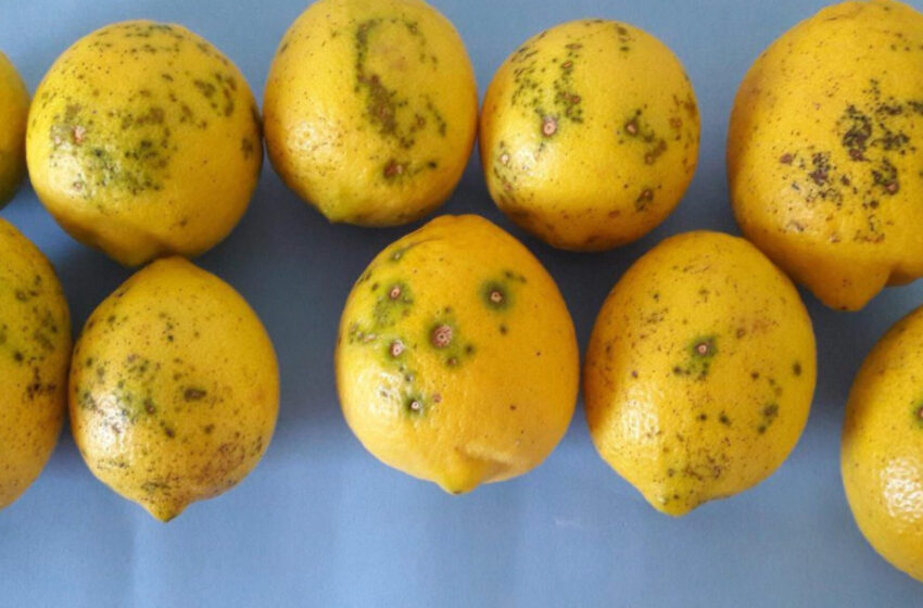  Noves deteccions de Taca Negra en cítrics sudafricans posen en alerta el sector valencià