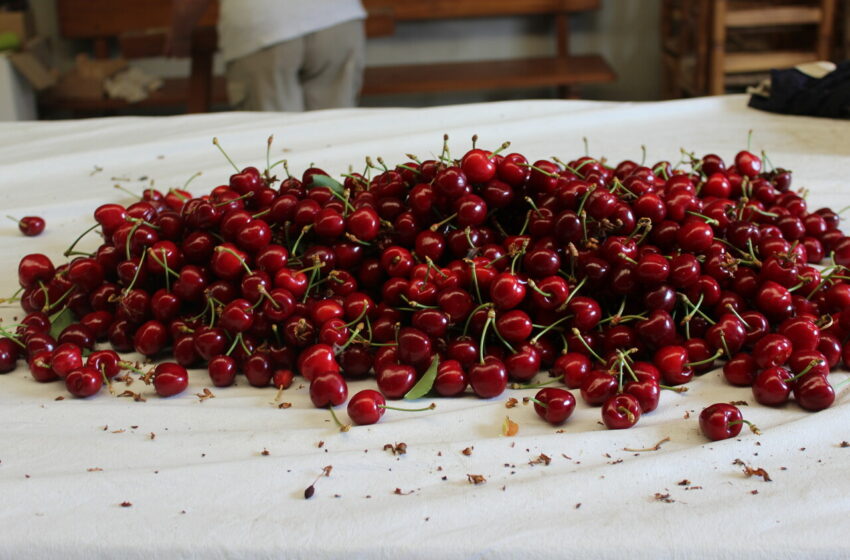  L’assegurança de la cirera, més un problema que una solució