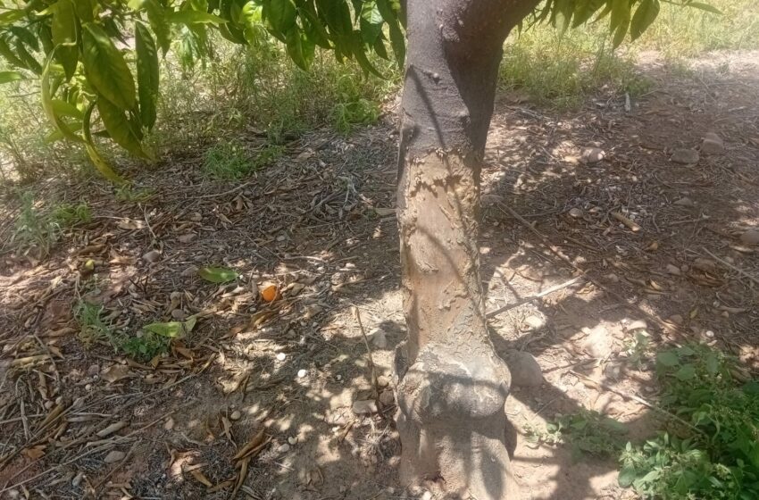  LA UNIÓ demana ajudes a la Generalitat per a netejar camps abandonats i frenar la plaga de conills