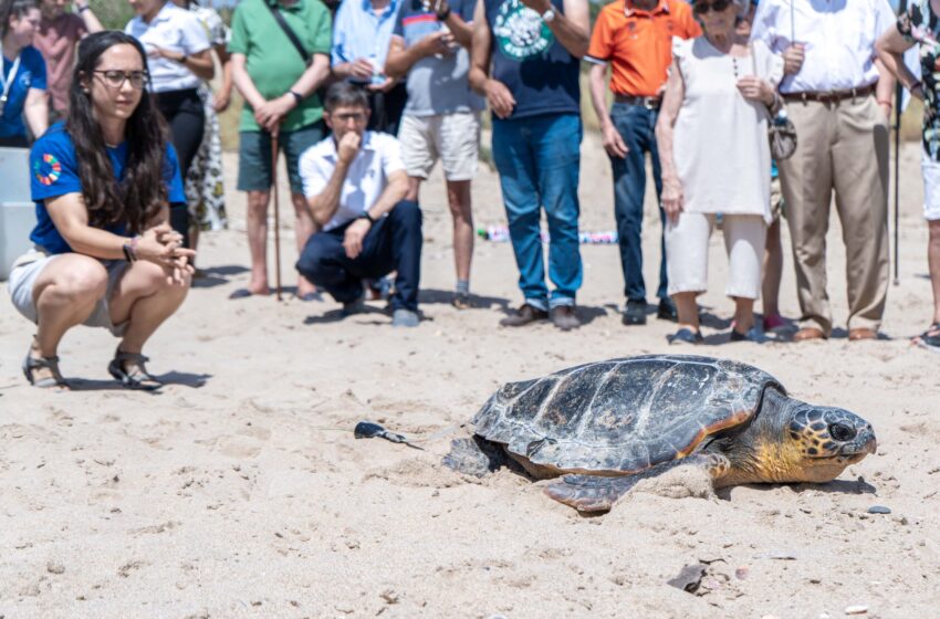 Més de 80 municipis costaners s’uneixen aquest estiu per a protegir les tortugues marines