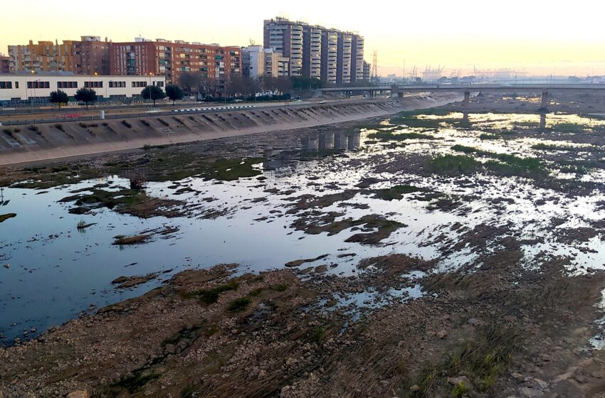  L’Ajuntament exigirà a la CHJ la neteja urgent del llit nou del Túria