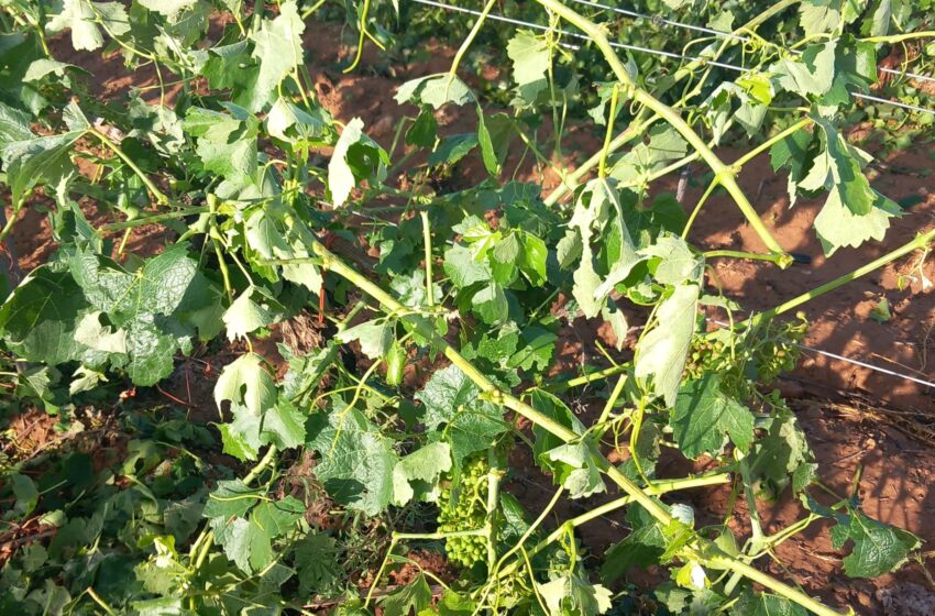 La vinya, el cultiu més afectat per la pedregada a Utiel-Requena i la Foia de Bunyol