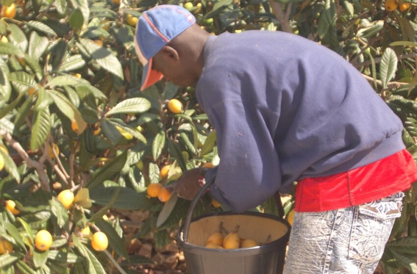 L’accés a la mà d’obra és un problema creixent en el camp valencià i aquesta retallada pot agreujar-lo encara més