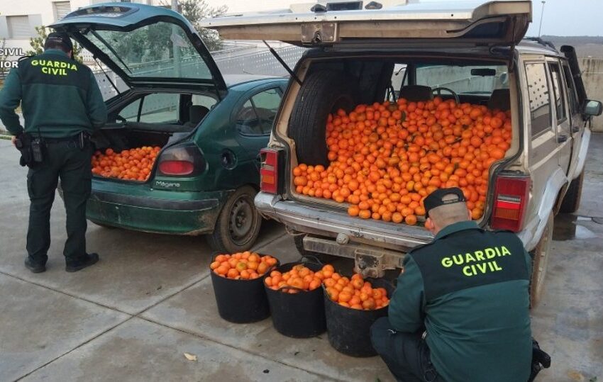  LA UNIÓ denuncia que només s’esclarix un de cada quatre robatoris al camp valencià