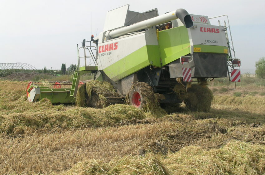  LA UNIÓ proposa obligar l’etiquetatge de l’origen de l’arròs per a protegir el sector arrosser valencià