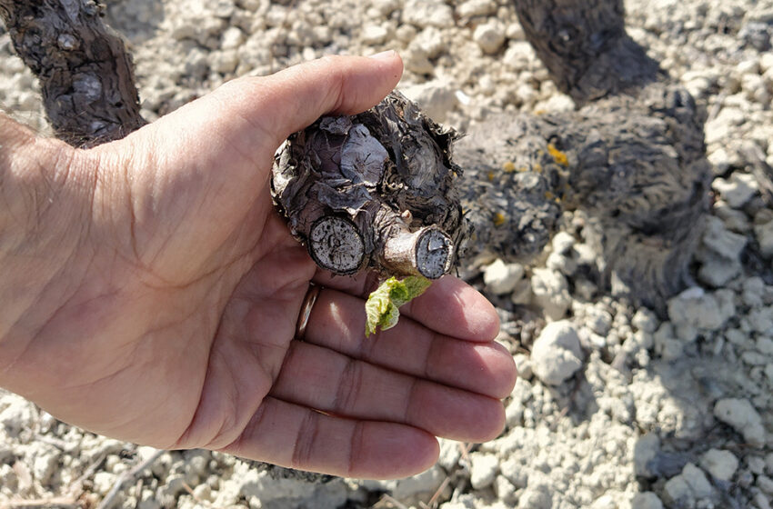  AVA-ASAJA demana al Govern que les ajudes a la vinya i l’olivar arriben a tots els agricultors