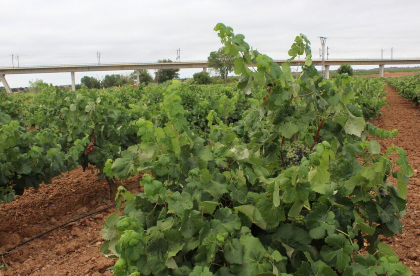  LA UNIÓ preveu una collita de raïm de vi normal i de gran qualitat a la Comunitat Valenciana després d’anys de sequera