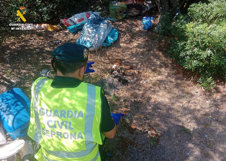  Detingut per la mort de nou cadells de podenc valencià abandonats dins d’una bossa de plàstic