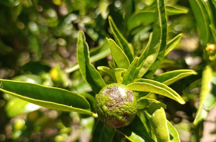 LA UNIÓ alerta de la pitjor campanya de Clemenules a Castelló per l’impacte de la pedra i reclama mesures urgents