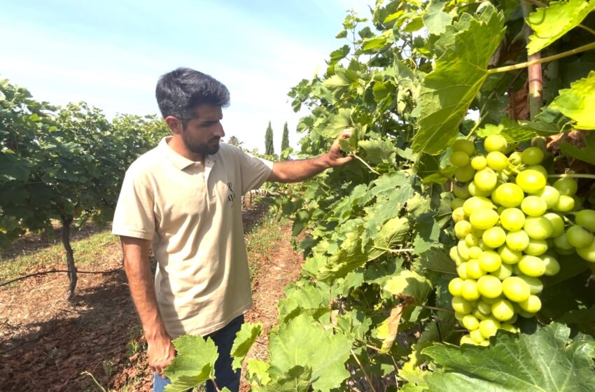  AVA-ASAJA impulsa la investigació de fertilitzants i fitosanitaris sostenibles per a l’agricultura ecològica en el projecte BIO2