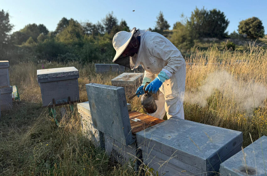  AVA-ASAJA alerta que l’augment del 583% de la mel ucraïnesa “arruïnarà” l’apicultura valenciana