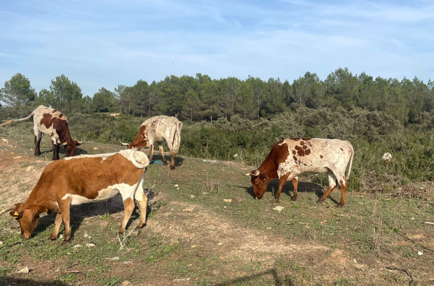  AVA-ASAJA rebutja la “criminalització” de la ramaderia després de nous estudis