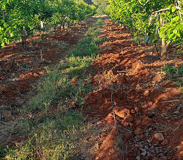  Més de 20 ajuntaments s’acullen a les ajudes per controlar la superpoblació de jabalins