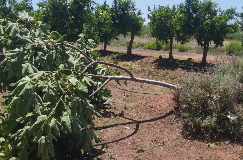  AVA-ASAJA estima en 25 milions les pèrdues per la pedra en més de 6.000 hectàrees de cultiu