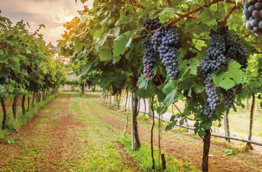  Agricultura invertirà 14 milions d’euros en el sector del vi per a reforçar el seu paper estratègic a la Comunitat Valenciana