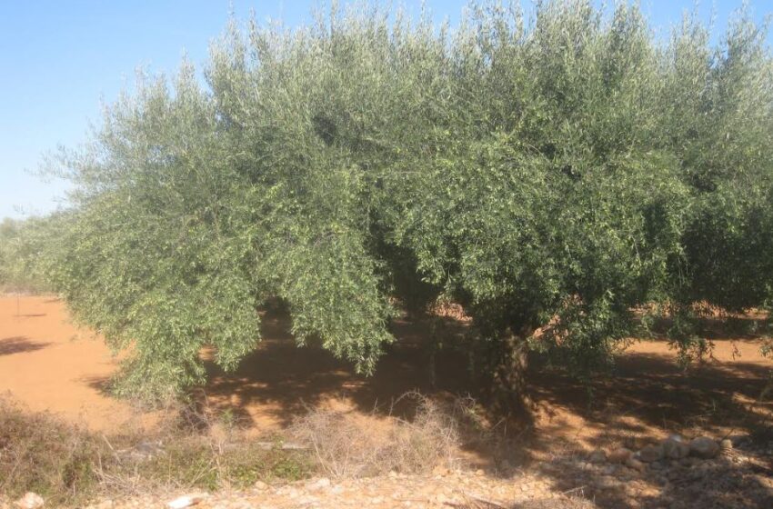 LA UNIÓ denuncia l’abandonament de més de 6.000 hectàrees d’olivar en la Comunitat Valenciana en els últims cinc anys