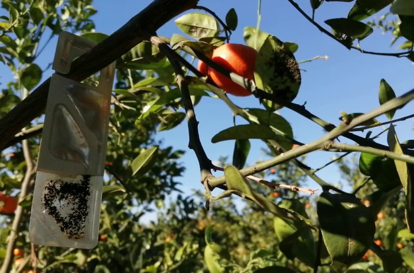 Agricultura destina prop de 2 milions d’euros a la lluita contra el cotonet de Sud-àfrica en cítrics
