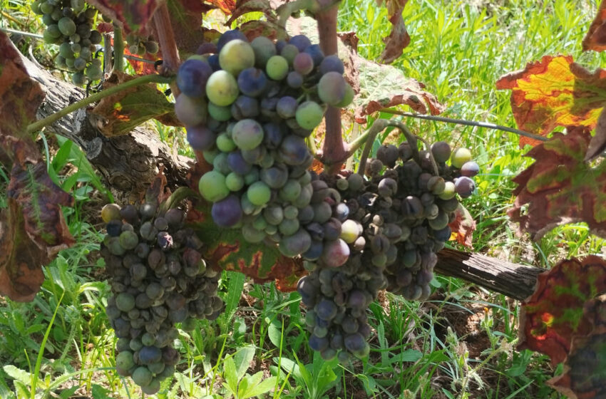 De la sequera a l’excés d’humitat: el mildiu danya fins al 90% del raïm en camps de la Marina