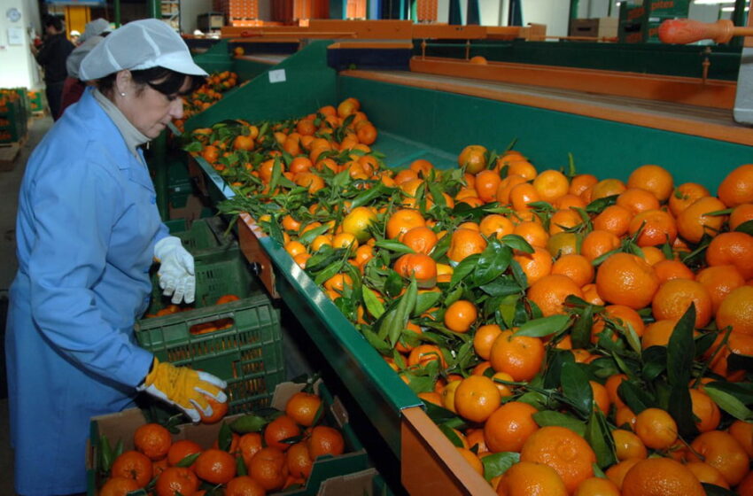 Barrachina: el sector agroalimentari, pilar de l’exportació valenciana