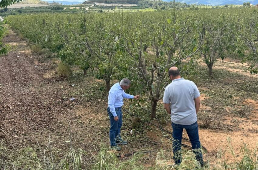  Agricultura critica l’exclusió dels agricultors valencians afectats pel pedrisco de les ajudes estatals