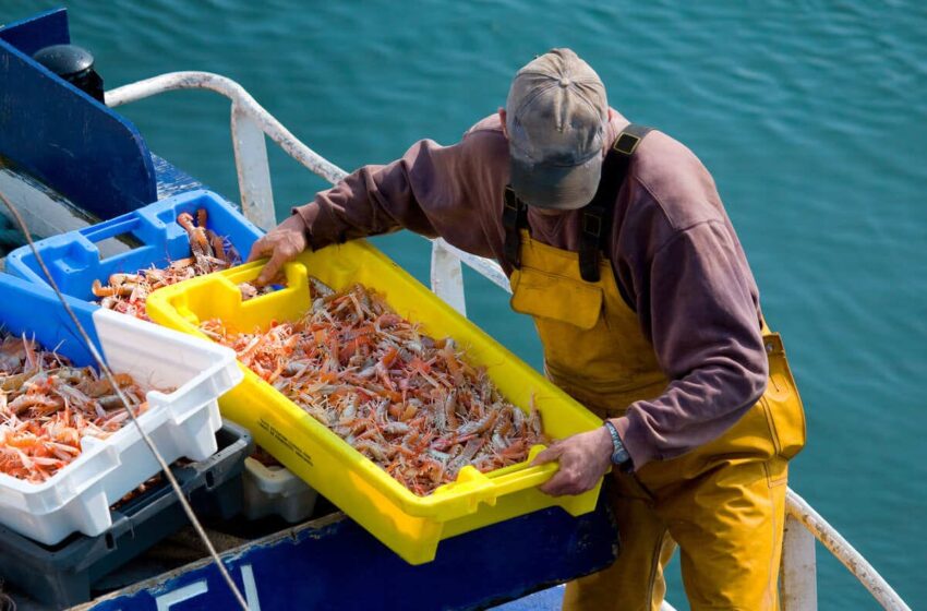 El sector agroalimentari valencià aporta 11.345 milions d’euros al valor afegit brut nacional