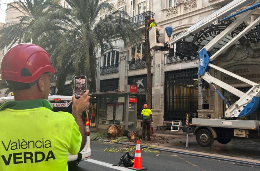  L’Ajuntament retira tres palmeres al carrer Barques per risc greu de caiguda