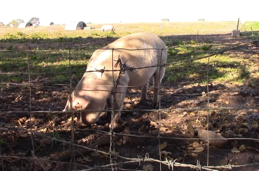  AVA-ASAJA acusa la UE de “sacrificar el sector porcí” després dels aranzels anunciats per la Xina