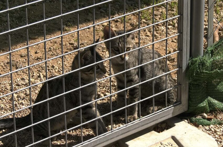  Dignitat Gatuna de Carcaixent fa balanç positiu de la recaptació per a les protectores afectades pels incendis